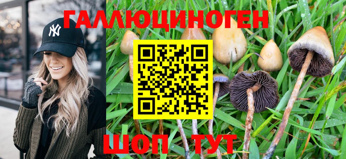 Псилоцибиновые грибы Psilocybe Мурманск